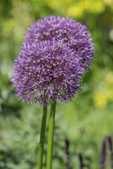Ornamental leek (Allium sp.), inflorescence, Münsterland, North Rhine-Westphalia, Germany
