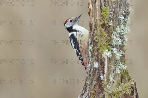 Middle spotted woodpecker (Dendrocopos medius) foraging on a tree stump overgrown with moss and