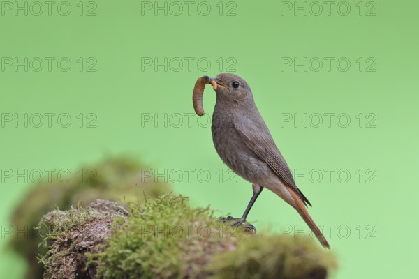 Black redstart (Phoenicurus ochruros), with a caterpillar as prey in its beak on a moss-covered