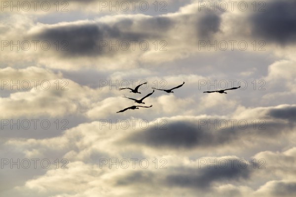 Cranes flying, grey crane (Grus grus), bird migration, silhouettes in the evening sky, Rehdener