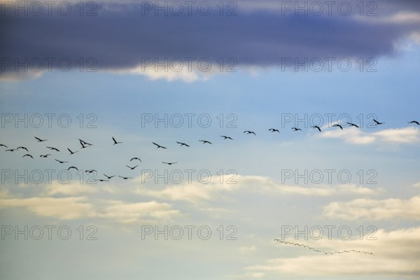 Cranes flying, grey crane (Grus grus), bird migration in the evening sky, Rehdener Geestmoor,