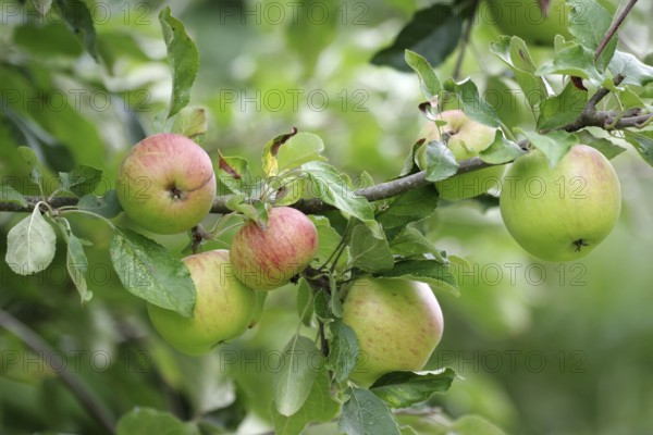 Apple tree (Malus domestica), Apple, Harvest, Garden, Germany, Little by little the apples ripen on
