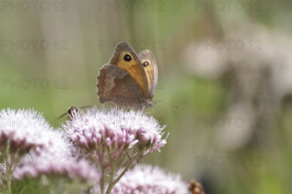 Meadow Brown (Maniola jurtina), flower, Germany, The butterfly sucks nectar from a plant