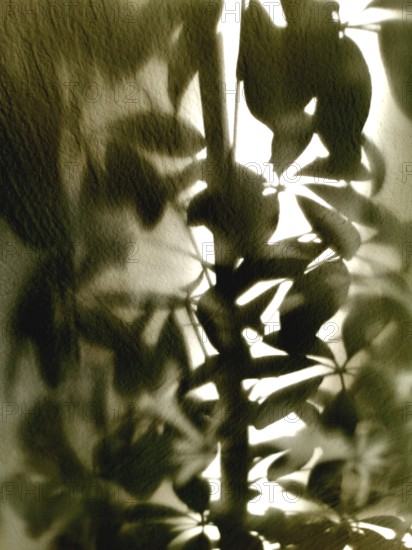 Soft afternoon light filters through leaves, casting intricate shadows on a textured wall. The