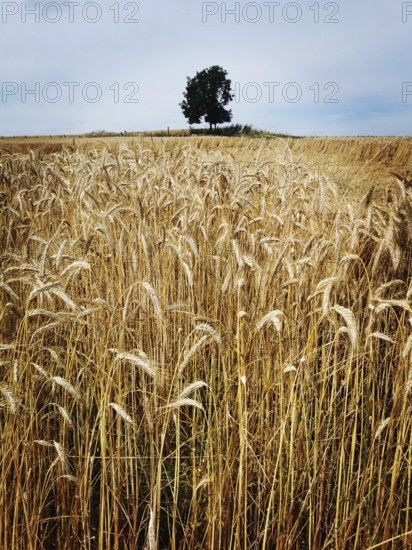 A vast golden wheat field fills the landscape, showcasing a solitary tree in the background near a