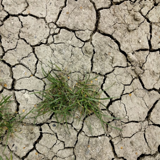Dried cracked earth displays deep fissures, with a tuft of green grass emerging in the center,