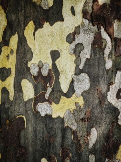 Intricate patterns of yellow, gray, and brown adorn tree bark, highlighting the natural beauty of