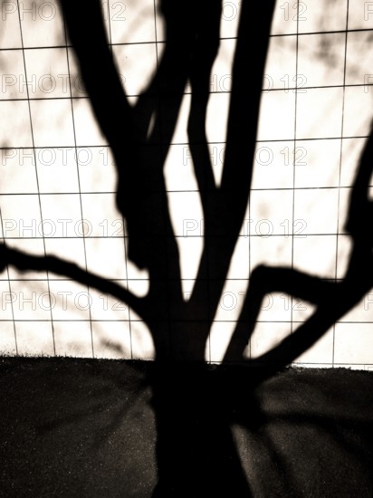 Intricate shadows from tree branches create an artistic design on a tiled surface as sunlight