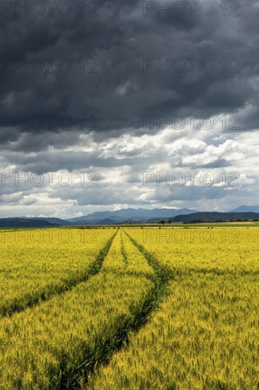 A vast field of wheat stretches out under a sky filled with dark clouds. Puy de Dome, Auvergne