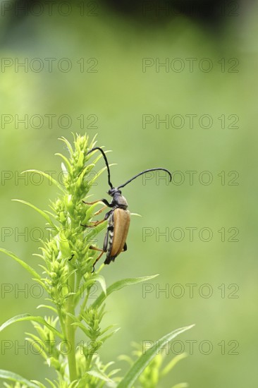 Red-necked buck (Stictoleptura rubra), male, on European goldenrod (Solidago), close-up, Wilnsdorf,