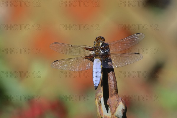 Flat-bellied dragonfly (Libellula depressa), male sitting on a fence top in the garden, close-up,