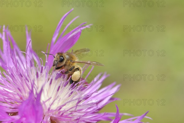 European honeybee (Apis mellifera), with pollen pellets, collecting nectar from a flower of the