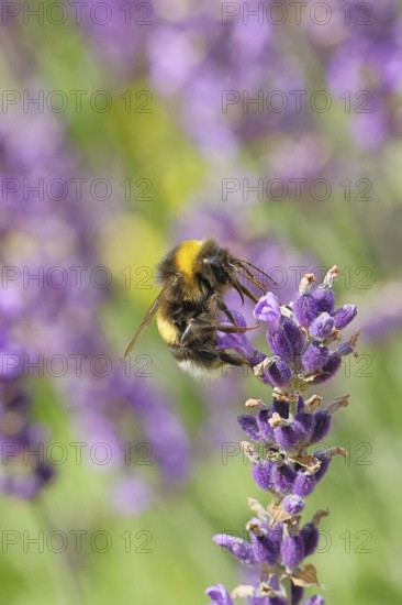 Ground bumblebee (Bombus terrestris), on a lavender flower (Lavandula angustifolia), macro