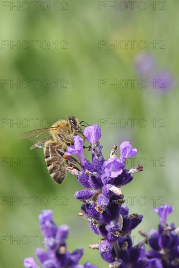 Honey bee (Apis mellifera) on a lavender flower (Lavandula angustifolia), macro photograph,