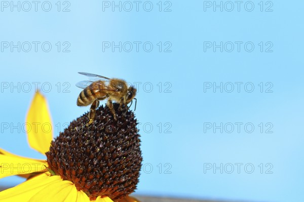 European honey bee (Apis mellifera), collecting nectar from a yellow coneflower (Echinacea