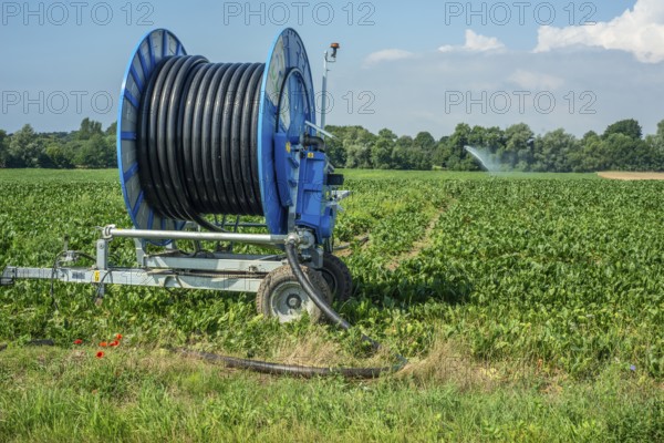 Agriculture, artificial irrigation of a field, irrigation system, sugar beet cultivation, Ystad