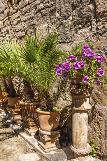 Ornamental flowers and green plants on pedestals in terracotta pots by a house wall, Palma de