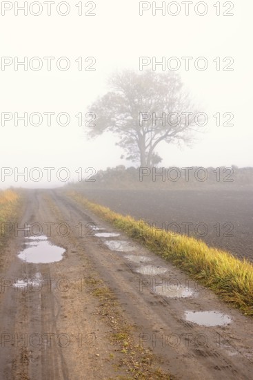 Gravel road with water puddles a foggy autumn day in the countryside with a solitary tree by a