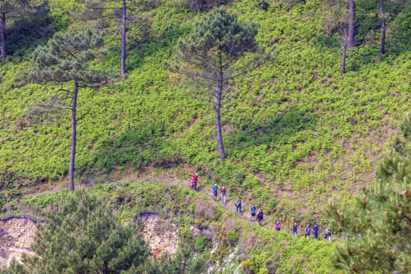 Hikers walking in a row on a forest path on a forest slope with pine trees, Crozon peninsula,