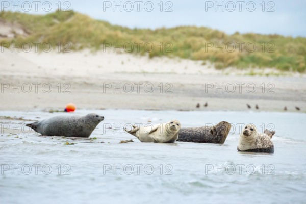 Several harbour seals (Phoca vitulina), seals, group, resting at low tide at the edge of the water,