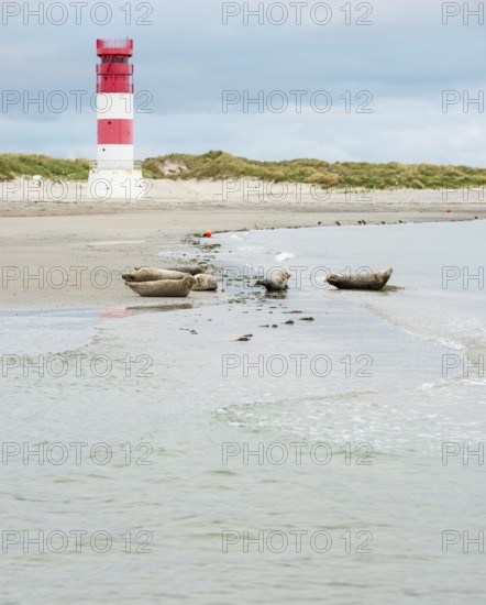 Several harbour seals (Phoca vitulina), seals, group, resting at low tide at the edge of the water,
