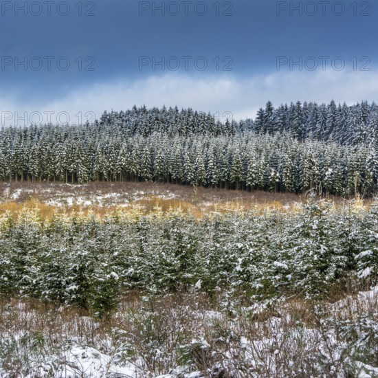 Snow-covered fir trees stretch across the winter landscape of Natural Regional Park of Livradois