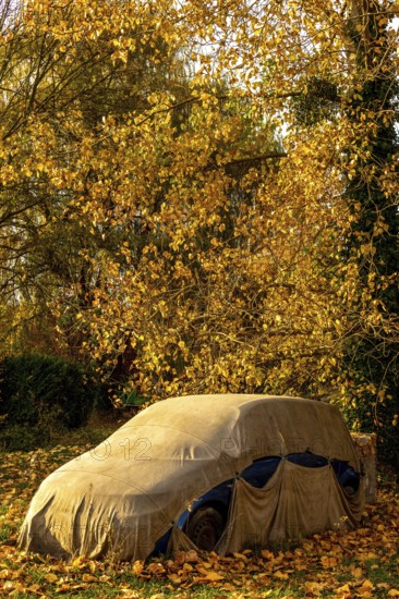 A car is concealed under a tarpaulin, positioned beneath a tree adorned with vibrant autumn leaves.