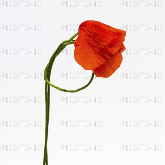 A single red poppy with vivid petals leans gracefully against a bright white backdrop. The