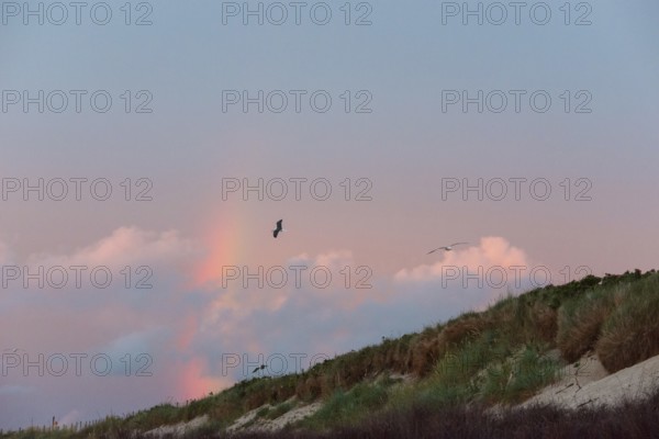 Several herring gulls (Larus fuscus) fly in front of a pastel-coloured sky at sunset with rainbow