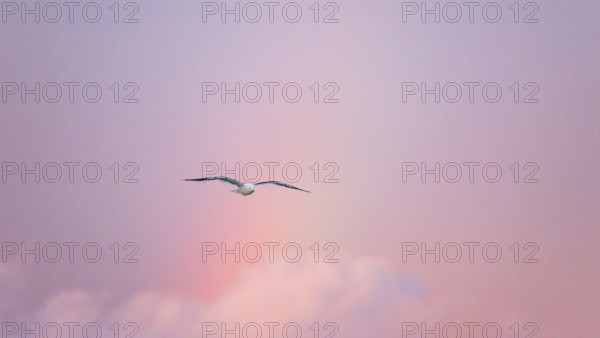 A lonely herring gull (Larus fuscus) flies in front of a pastel-coloured sky at sunset with