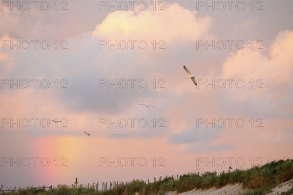 Several herring gulls (Larus fuscus) fly in front of a pastel-coloured sky at sunset with rainbow