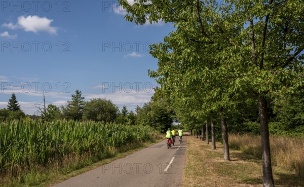 Cyclist on a cycle path between corn fields and trees along the route between Frankfurt am Main and