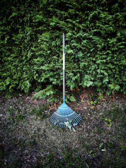 A bright blue rake is positioned against a dense green hedge in a garden. Surrounding the rake is a