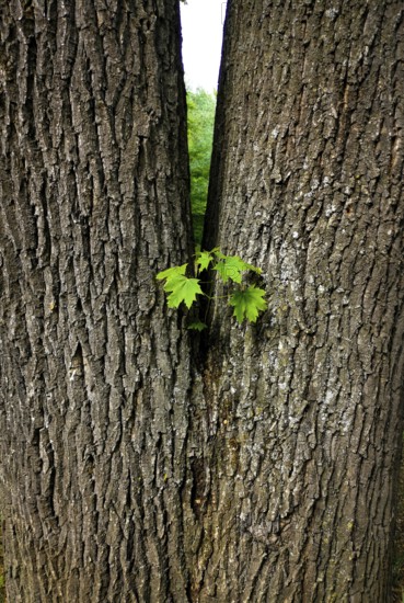 Bright green leaves emerge from the narrow gap between two large, textured tree trunks, surrounded
