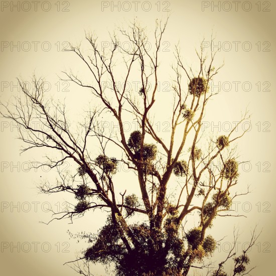 A tall, leafless tree stands silhouetted against a warm sunset sky. Mistletoe clusters are visible