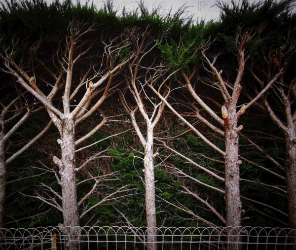 Tall pine trees display a unique arrangement of branches reaching skyward, blending into a dark