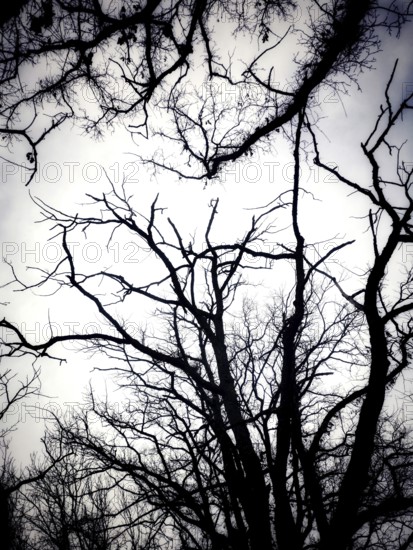 Gnarled tree branches stretch upwards, silhouetted against a cloudy sky. The stark contrast evokes
