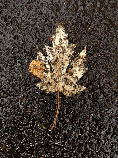A dry maple leaf rests on a slick, rain-soaked pavement. The leaf's colors are muted by wetness,