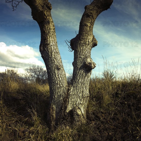 Two distinct tree trunks rise from the ground, revealing textured bark and a split at the base. The