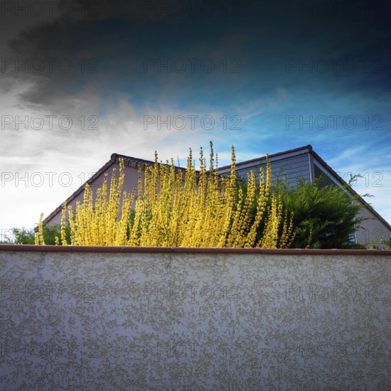 Bright yellow flowers flourish on top of a white wall, contrasting with the muted tones of a house