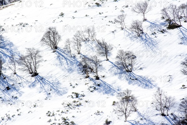 A tranquil winter landscape features snow blanketing the ground, with bare trees scattered across
