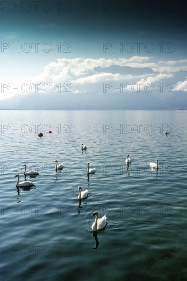 Swans swim serenely across the clear waters of Lake Geneva, surrounded by picturesque mountains and