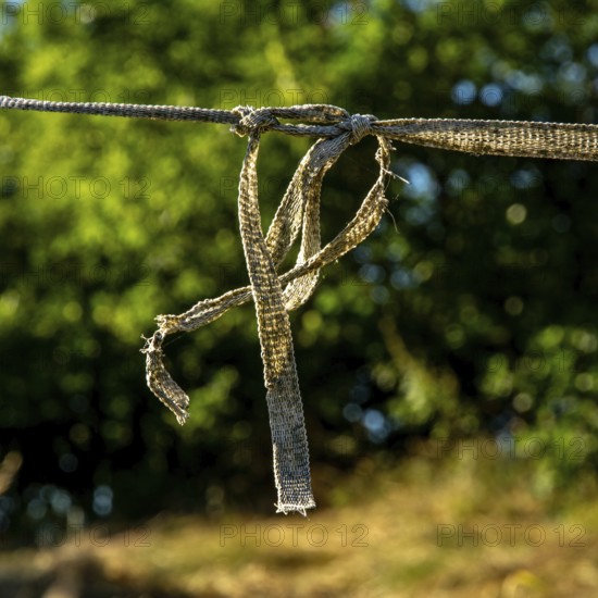 A frayed rope dangles from a tree branch in a vibrant natural landscape. Sunlight illuminates the