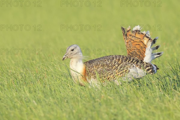 Great Bustard (Otis tarda), searching for food in a meadow, steppe bird, extremely rare bird