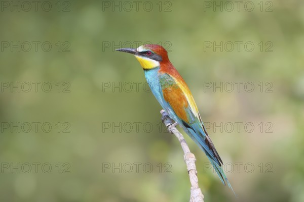 Bee-eater (Merops apiaster) male sitting on a branch, breeding, wildlife, mating, migratory bird,