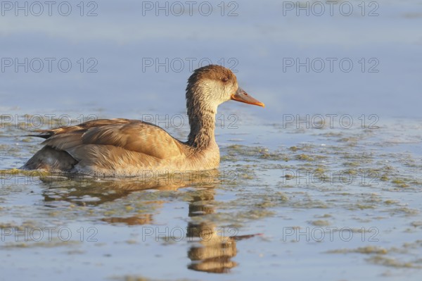 Red-crested pochard (Netta rufina) Female searching for food in shallow water, Ziggsee, Lake