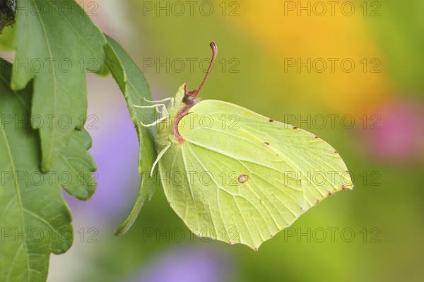 Lemon butterfly (Gonepteryx rhamni), sitting on a leaf, in a natural environment, in the wild,