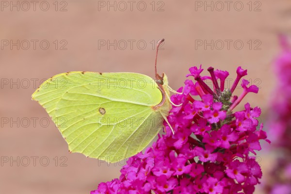 Lemon butterfly (Gonepteryx rhamni), resting on butterfly bush (Buddleja davidii), in a natural