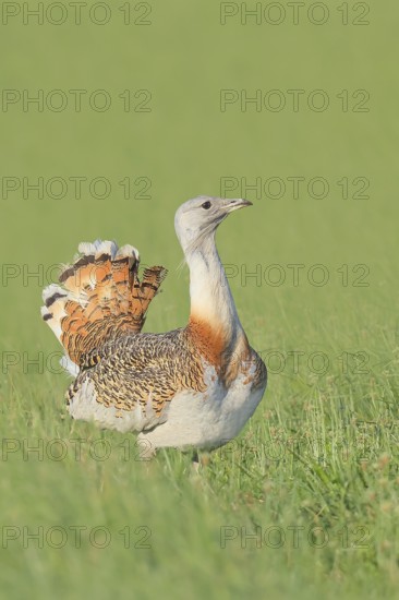 Great Bustard (Otis tarda), standing in a meadow, steppe bird, extremely rare bird species,