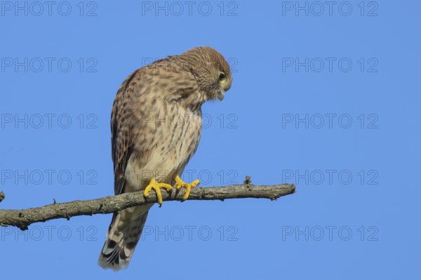 Kestrel (Falco tinnunculus), young bird sitting on a thin branch, wildlife, animals, birds, bird of